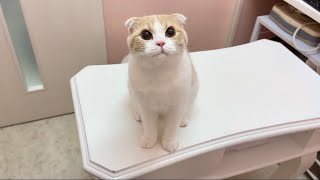 全身麻酔から目覚めて再会したときの子猫の反応がかわいすぎました…【もちまる日記】