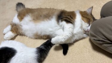 秀吉に好かれると、こういう暮らしが待っています【ひのき猫】
