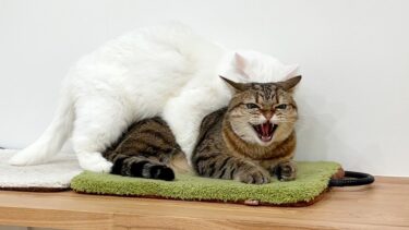 寝込みを襲われて思わず「シャー」しちゃう猫！【ポムさんとしまちゃん / ねこべや】
