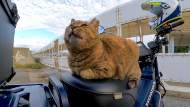 バイクに戻ってきたらシートの上で野良猫が寝ていた【感動猫動画】