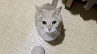 お父さんに鳴きながら甘える猫に邪魔をするKYな猫【ひのき猫】