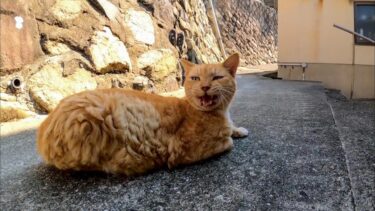 猫島の路地裏で出会った猫がカワイイ【感動猫動画】