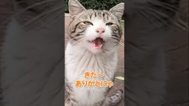 鳴き声が可愛い猫さん🐱【感動猫動画】