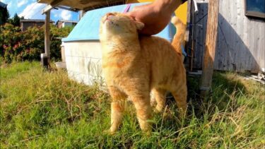猫ハウスの影に隠れていた茶トラ猫ちゃん、顔を見るとモフられに出てきた【感動猫動画】