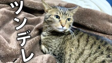 いつも俺に噛みつくけど夜は一緒に寝てくれる凶暴猫…【てん動画】