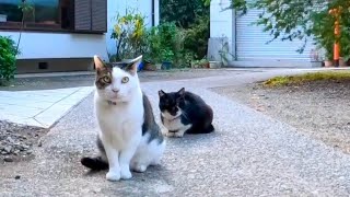 神社にいた猫を撫でるとゴロンゴロン転がってカワイイ【感動猫動画】