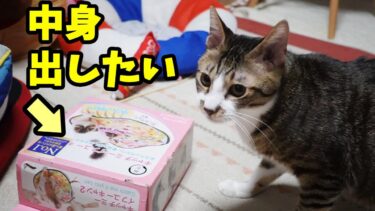 執念を見せる！遊びにどん欲な猫ゴマちゃん☆箱に閉まったおもちゃを出したいから頑張る！　【リキちゃんねる　猫動画】 キジトラ 猫のいる暮らし