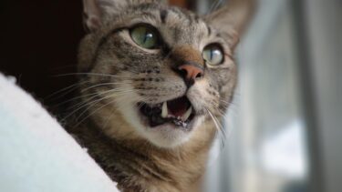見えない何かにめっちゃ鳴く（話しかける？）猫☆『あんぁ～ん』と、ちょっと情けない感じの鳴き声がかわいいガーちゃん【リキちゃんねる　猫動画】 キジトラ 猫のいる暮らし