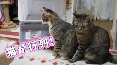 猫が行列する？超人気なダイソーのマンション！？終始ビックリさせられっぱなしなゴマちゃん　☆スタックボックスつめーる☆　【リキちゃんねる　猫動画】 キジトラ 猫のいる暮らし