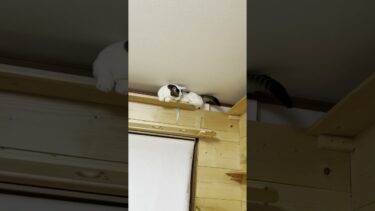 モゾモゾゴソゴソ行ったり来たりな猫【ひのき猫】