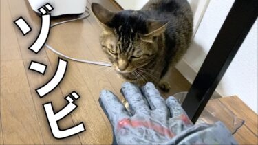 飼い主がゾンビ🧟になったときの猫の反応ww🎃【てん動画】