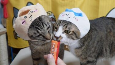 作戦勝ち！すべてを忘却させるちゅ～るの威力☆くりまんじゅうとハチワレになった猫たち【リキちゃんねる　猫動画】 キジトラ 猫のいる暮らし　キタンクラブ・ガチャ