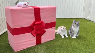 庭に誕生日プレゼントが置いてあったときの猫たちの反応がかわいすぎましたw【もちまる日記】