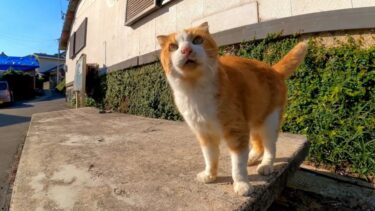 猫島の港付近にある石のベンチには人懐こい猫がいて癒やされる【感動猫動画】