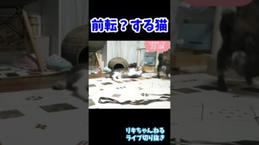 早すぎてよく分からないｗ　前転？柔道の受け身？　なんかすごい動きする猫 #猫のいる暮らし 　#猫動画 #リキちゃんねる #ガーちゃん