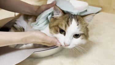 唾くさい猫の頭を拭いたらプチカオスになりました【ひのき猫】
