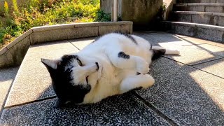 階段の途中で寝ていた猫、人が来たのを確認するとゆっくり転がる【感動猫動画】