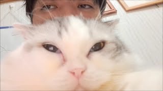 捕獲されたのにゴロゴロプープー言ってる白モフ猫もちっとら【kokesukepapa】