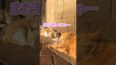 ポカポカ気持ちいいお昼寝 #shorts【感動猫動画】