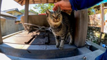 猫島の井戸の上の猫、観光客が通るとモフられに出てくる【感動猫動画】