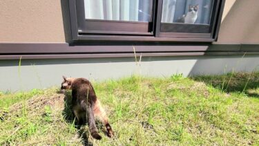 草に夢中で窓際から話しかけようとするペポ🐈に気づかないシャム猫【CuteWoo】