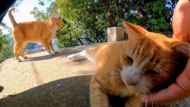 山の上の神社に行くと猫が階段下からモフられにきた【感動猫動画】