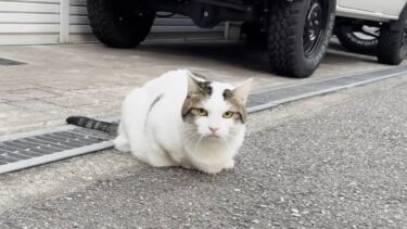 威勢よくクラッキングしていた猫がそれをやめた理由とは【ひのき猫】