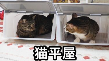 猫マンションは危険がいっぱいだったので、お次はダイソーの平屋をご紹介【リキちゃんねる　猫動画】 キジトラ 猫のいる暮らし