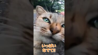 お膝に乗りたい猫 #shorts【感動猫動画】