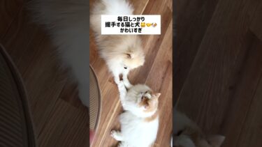 毎日手を繋ぎあう猫と犬の友情🤝【猫のレモンちゃんねる】