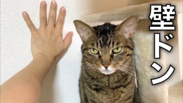 イケメンがイケボでメス猫に壁ドンをしたときの反応が…【てん動画】