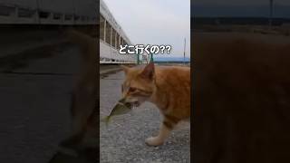 お魚くわえたルンルン猫😸【感動猫動画】