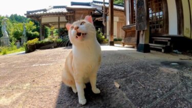 山奥のお堂にいる猫は頭を撫でると伸び上がって撫でられてカワイイ【感動猫動画】