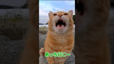 甘えん坊な猫さん♪【感動猫動画】