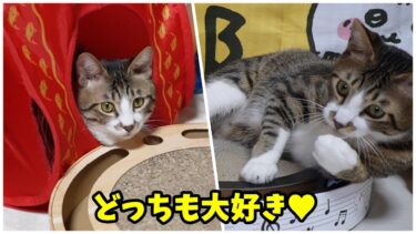 新しい物も古い物も大事にする猫ゴマちゃん☆ころころボールの入ったつめとぎをプレゼント【リキちゃんねる　猫動画】 キジトラ 猫のいる暮らし