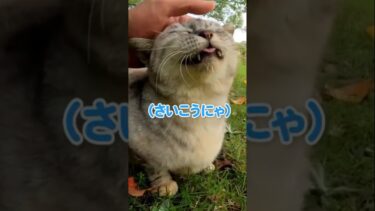 寝起きの猫ちゃんが可愛すぎる【感動猫動画】