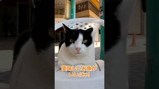可愛い子と相席してきました🐱 #shorts【感動猫動画】