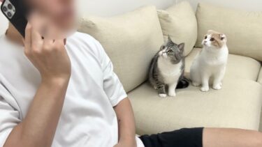 電話で動物病院の予約をしてたときの猫たちの反応がかわいすぎましたw【もちまる日記】