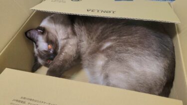 狭い箱の中へ入ってコンパクトに丸くなって出て来なくなった猫シャムエ😚【CuteWoo】