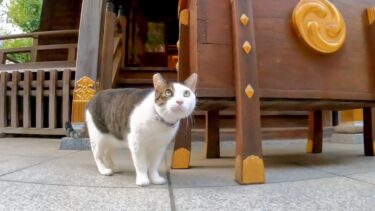 神社の境内で寝転ぶ猫と巡回する猫【感動猫動画】