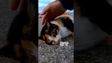 ゴロゴロ猫ちゃんに癒される🐱【感動猫動画】