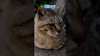 う〜😾お昼寝のところ失礼しました💦【感動猫動画】