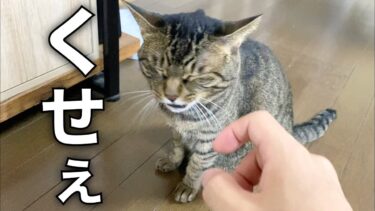 飼い主の指が臭すぎて ものすごい表情になる猫ww【てん動画】