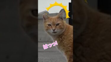 1人でおしゃべりしてる猫が可愛い【感動猫動画】