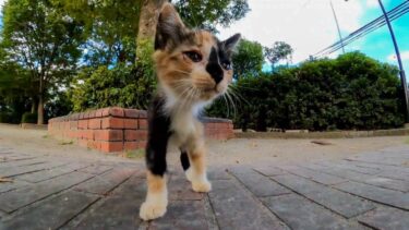 【今週の感動猫動画】今週撮った短い未公開動画まとめて公開-unreleased video of this week-2023/10/1w【感動猫動画】