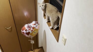 悠然と動きまわる新入りに呆然とする猫【ひのき猫】