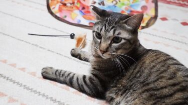 【大暴れな猫】おもちゃに遊ばれるんじゃない！遊びは自分で作る猫なガーちゃん☆キャッチミーイフユーキャンの羽根と格闘【リキちゃんねる　猫動画】 キジトラ 猫のいる暮らし