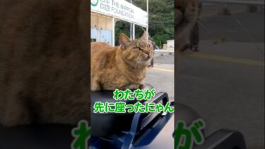 落ち着く場所を見つけたにゃ！【感動猫動画】