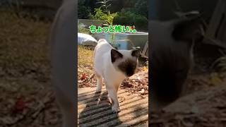 警戒心強めな猫さんも可愛いのです #shorts【感動猫動画】