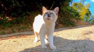 寄ってくるけどまだ怖い。ちょっとビビりな子猫の兄弟がカワイイ【感動猫動画】
